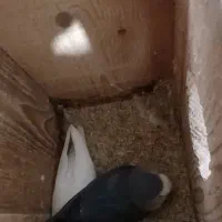 طوطی برزیلی کوتوله مولدروی تخم|پرنده|قائم‌شهر, |دیوار