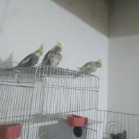 عروس حلندی|پرنده|رفسنجان, |دیوار