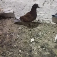 انواع پلاکی|پرنده|یاسوج, |دیوار