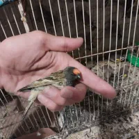 سهره|پرنده|مشهد, رضاییه|دیوار