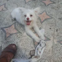 سگ پاکوتاه