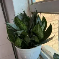 فروش گل شمشیری کوتاه|گل و گیاه طبیعی|ربط, |دیوار