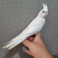 عروس هلندی البینو