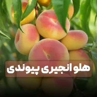 نهال هلو انجیری پیوندی. خرید مستقیم از تولید کننده