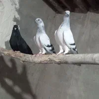 جفت هلندی شامی