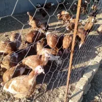 فروش بوقلمون جوان ۴تا۶کیلو|حیوانات مزرعه|بوکان, |دیوار