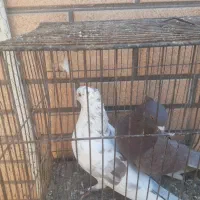 کبوتر نر عالی|پرنده|کاشان, مشکات|دیوار