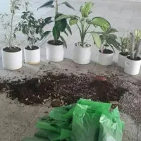 خدمات کلیه باغبانی باغچه کاری کاشت گل وگیا به تمام|خدمات باغبانی و درختکاری|تهران, ستارخان|دیوار