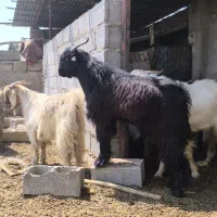 کهره نر و دبر چاق