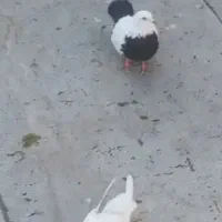 کبوتردمبی وسینیی