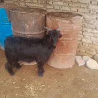 بیگ نر لری|حیوانات مزرعه|شوشتر, |دیوار