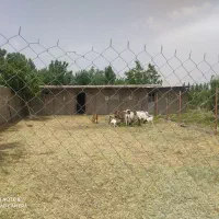 اجاره سالن پرورش قارچ|اجارهٔ دفتر صنعتی، کشاورزی، تجاری|رامجین, |دیوار