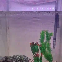 آکواریم شیشه خم همراه با کت فیش سالم و بزرگ