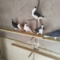 کبوتر خوش رنگ