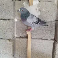 کبوتر هزار نشسته|پرنده|خورموج, |دیوار