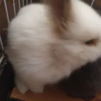 خرگوش لوپ بچه|موش و خرگوش|صوفیان, |دیوار