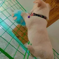 سگ دوماهه شیتزو شیطون|سگ|سیرجان, |دیوار