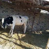 گاوه شیری.   3. عدد|حیوانات مزرعه|ایرانشهر, |دیوار