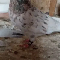 ۲کبوترنر|پرنده|ملکآباد, |دیوار