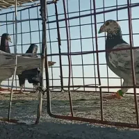 ۴ عدد صید