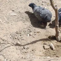 هفت عدد جوجه سینه کلاغ سار از زرنگ ترین پدر ومادر|پرنده|بجنورد, |دیوار