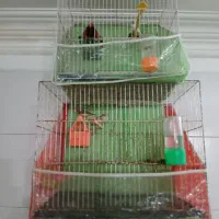۵ عدد فنچ با تمام لوازم|پرنده|مشهد, آیت الله کاشانی|دیوار