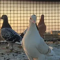 کفتر رنگه پرشی