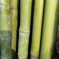 نی خیزران و لوله بامبو|خدمات باغبانی و درختکاری|فومن, |دیوار