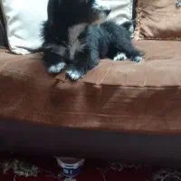 سگ شیتزو جنسیت نر|سگ|ری, اقدسیه|دیوار