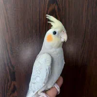 عروس هلندی گل باقالی نر|پرنده|گلستان (تهران), |دیوار