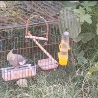 عروس هلندی زیبا و بازیگوش