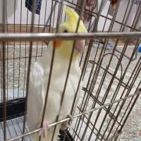 عروس اهلی