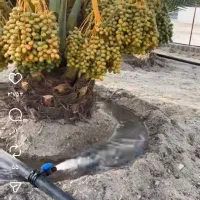 کارهای بنایی و باغبانی و نظافت وغیره