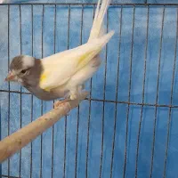 قناری نر بخون|پرنده|بندرعباس, |دیوار