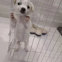 پامر اشپیتز