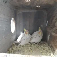 فروش عروس مولد به شرط مولد لیتینو|پرنده|بندر ماهشهر, |دیوار