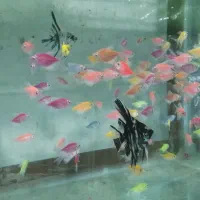 ماهی ماهی زینتی|ماهی|ساری, |دیوار