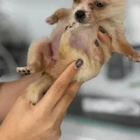 سگ جیبی فنجونی شیواوا|سگ|قائم‌شهر, |دیوار