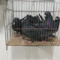 کبوتر به شرط بزن|پرنده|بستان آباد, |دیوار