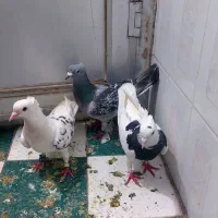 کفتر سبز مگس رنگه