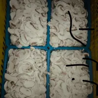 پخش قارچ فله اسلایس سوخاری و بسته بندی|خوردنی و آشامیدنی|تهران, نازیآباد|دیوار