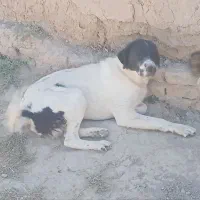 گمشده محدوده فرخان کهنه *مژدگانی ۳۰ میلیونی*|حیوانات|قوچان, |دیوار