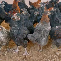 جوجه ۲ماهه محلی فیروزاباد|حیوانات مزرعه|فیروزآباد (فارس), |دیوار