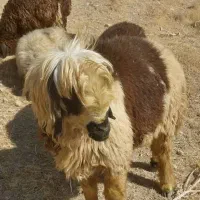 سلام ۳راس کاوه قوچ دو رگ ترکی بختیاری|حیوانات مزرعه|ارژن, |دیوار