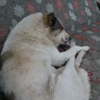 سگ گله و کارخانه هیکل درشت ۱۲ ملیون