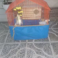 عروس هلندی مولد