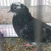 کفتر غریب گیری|پرنده|تهران, افسریه جنوبی|دیوار