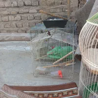 ۴عدد قفس سالم همراه وسایل|لوازم جانبی حیوانات|قم, شهرک مهدیه (مدرس)|دیوار