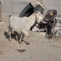 یک جفت بز|حیوانات مزرعه|سمنان, |دیوار