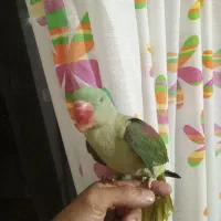 جوجه شاه طوطی|پرنده|هشتگرد, گلسار|دیوار